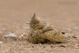 Thekla Lark (Galerida theklae)