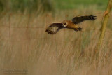 Marsh Owl (Asio capensis tingitanus)