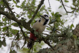 Great Spotted Woodpecker (Dendrocops major mauritanus)