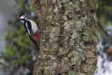 Great Spotted Woodpecker (Dendrocops major mauritanus)