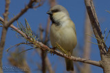 Desert Sparrow (Passer simplex saharae)