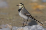 White Wagtail (Motacilla alba)