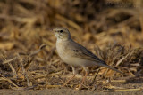 Tawny Pipit (Anthus campestris)