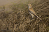 Desert Wheatear (Oenanthe deserti)