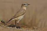 Isabelline Wheatear (Oenanthe isabellina)