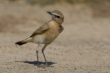 Isabelline Wheatear (Oenanthe isabellina)