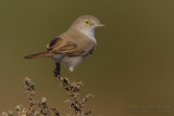 Asian Desert Warbler (Sylvia nana)