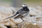 White Wagtail (Motacilla alba ssp personata)