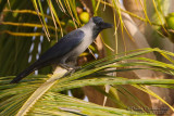 House Crow (Corvus splendens)