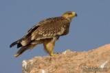Eastern Imperial Eagle (Aquila heliaca)