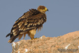 Eastern Imperial Eagle (Aquila heliaca)