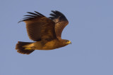 Spotted Eagle (Aquila anatraia maggiore)