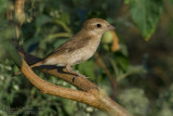 Turkestan Shrike (Lanius phoenicuroides)