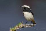 South Arabian Wheatear (Oenanthe lugentoides)