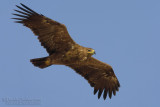 Steppe Eagle (Aquila nipalensis)