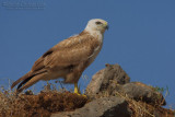 Long-legged Buzzard (Buteo rufinus)