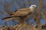 Long-legged Buzzard (Buteo rufinus)