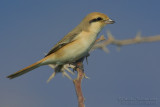 Isabelline Shrike (Lanius isabellinus)