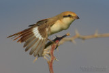 Isabelline Shrike (Lanius isabellinus)