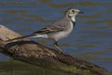 White Wagtail (Motacilla alba)