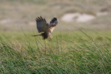 Marsh Harrier (Circus aeruginosus)