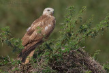 Long-legged Buzzard (Buteo rufinus)