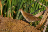 Baillons Crake (Porzana pusilla)