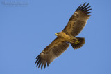 Spotted Eagle (Aquila clanga)