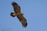 Lesser Spotted Eagle (Aquila pomarina)