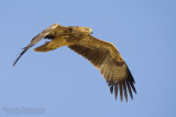 Eastern Imperial Eagle (Aquila heliaca)