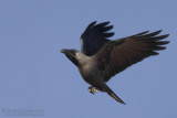 House Crow (Corvus splendens)