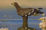 Steppe Eagle (Aquila nipalensis)