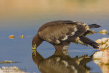 Steppe Eagle (Aquila nipalensis)