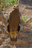 Steppe Eagle (Aquila nipalensis)