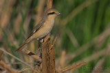 Isabelline Shrike (Lanius isabellinus)