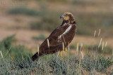 Marsh Harrier (Circus aeruginosus)