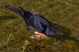 Tristrams Starling (Onychognathus tristramii)