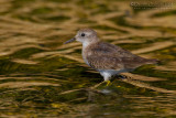 Temmincks Stint (Calidris temminckii)