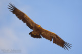 Steppe Eagle (Aquila nipalensis)