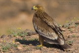 Eastern Imperial Eagle (Aquila heliaca)