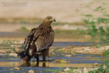Eastern Imperial Eagle (Aquila heliaca)
