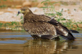 Eastern Imperial Eagle (Aquila heliaca)