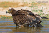 Eastern Imperial Eagle (Aquila heliaca)