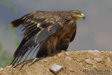 Eastern Imperial Eagle (Aquila heliaca)