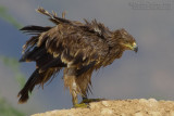 Eastern Imperial Eagle (Aquila heliaca)