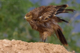 Eastern Imperial Eagle (Aquila heliaca)
