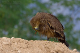 Eastern Imperial Eagle (Aquila heliaca)