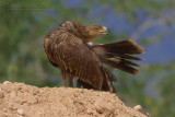 Eastern Imperial Eagle (Aquila heliaca)