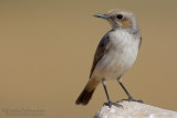 South Arabian Wheatear (Oenanthe lugentoides)