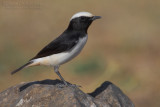 South Arabian Wheatear (Oenanthe lugentoides)